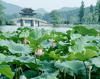 杭州泰仕